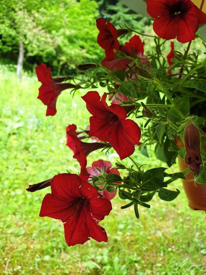 Farmstead Green Haven Mojkovac Dış mekan fotoğraf