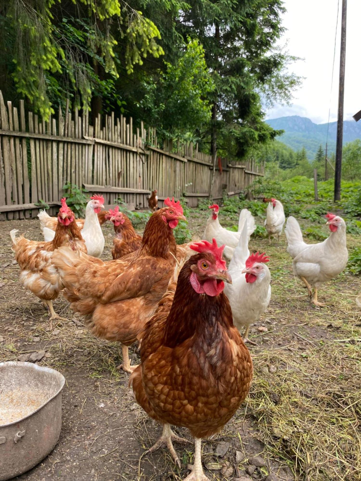 Farmstead Green Haven Mojkovac Dış mekan fotoğraf
