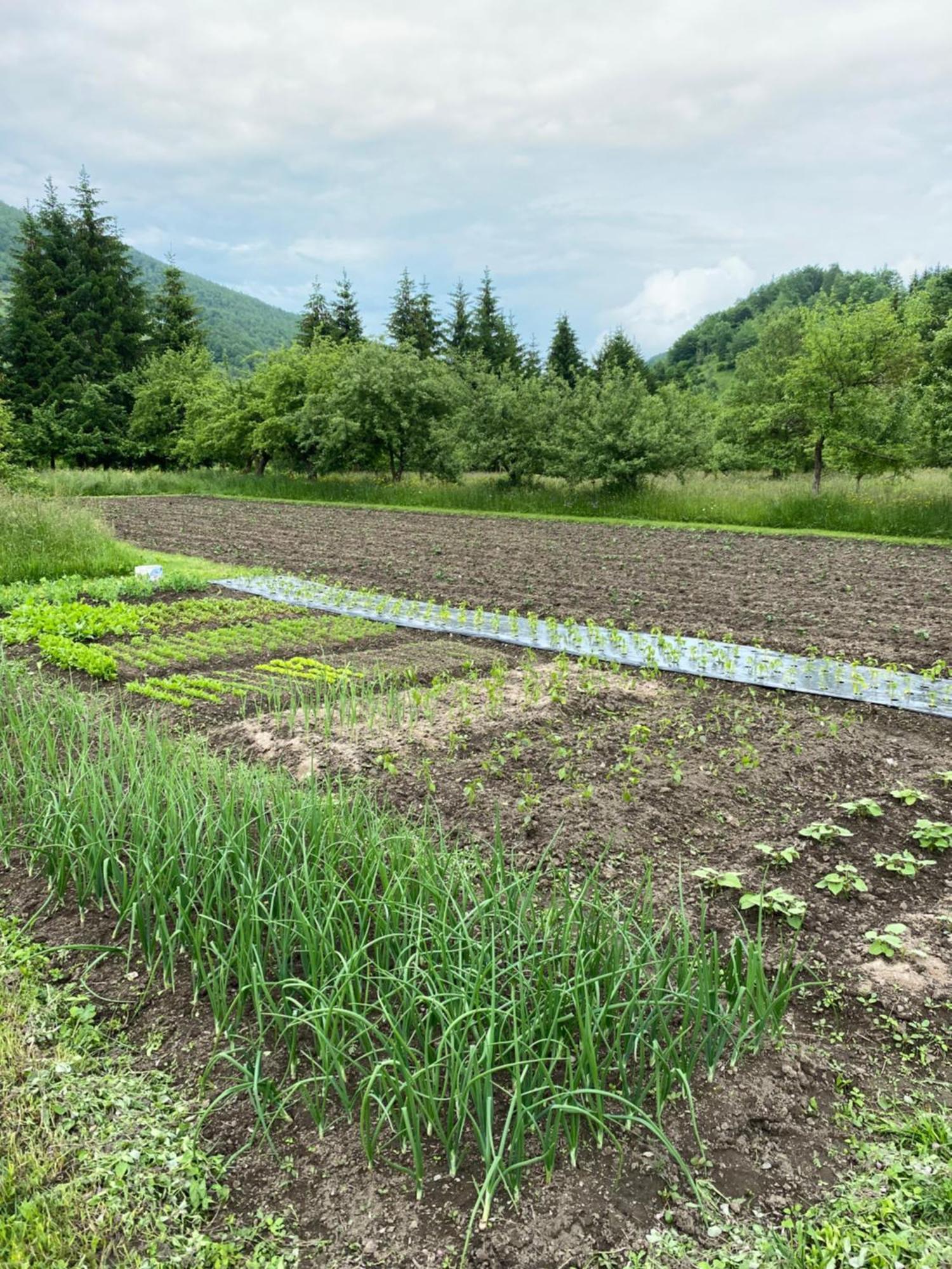 Farmstead Green Haven Mojkovac Dış mekan fotoğraf