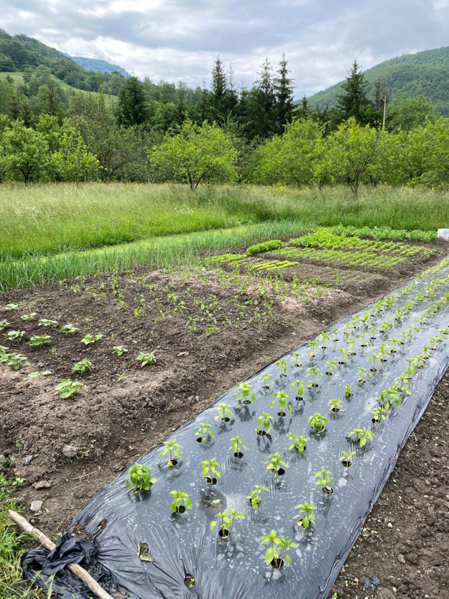 Farmstead Green Haven Mojkovac Dış mekan fotoğraf